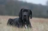 DOGUE ALLEMAND 700